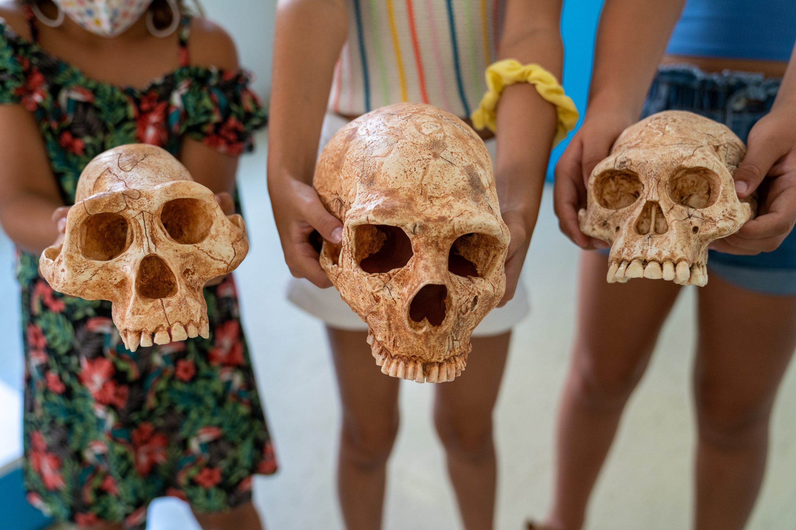 Cranis prehistòrics a Reus